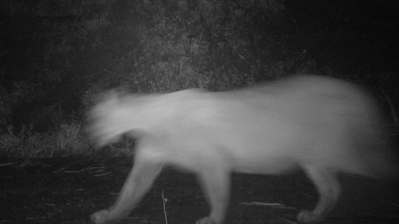 Mountain Lion on Mount Tamalpais. Mountain Lion on Mount Tamalpais