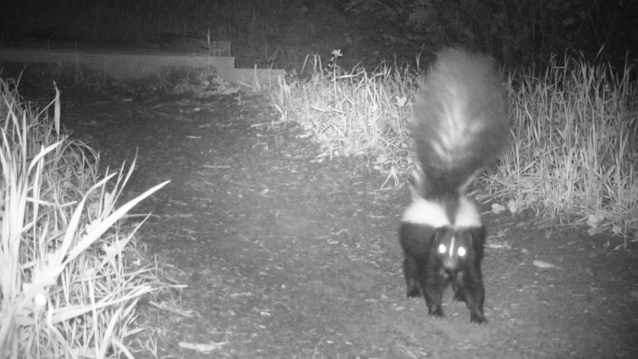 A striped skunk raises its bushy tail during a nighttime stroll on a Mount Tam trail.  striped skunk on mount tamalpais