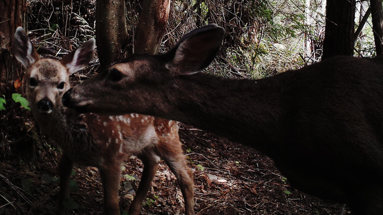 Doe and fawn in the shade of Mount Tam forest. Doe and fawn on Mount Tamalpais