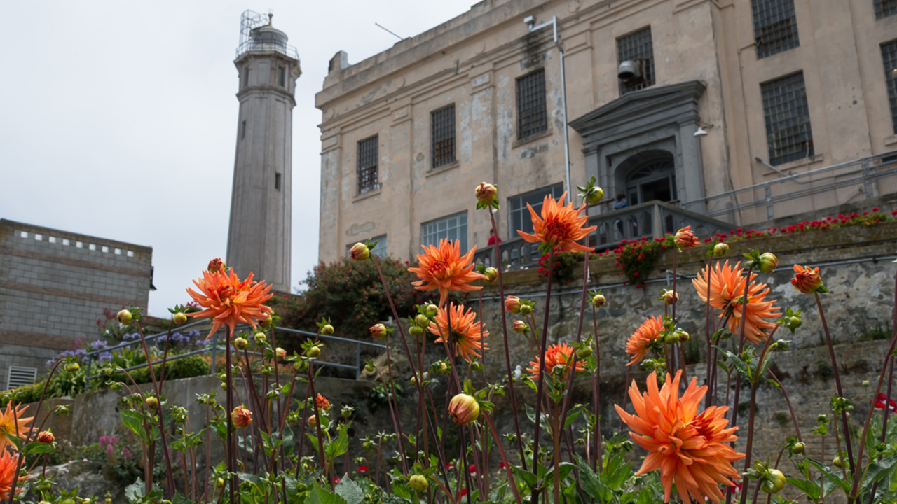 Alcatraz Gardens Alcatraz Gardens