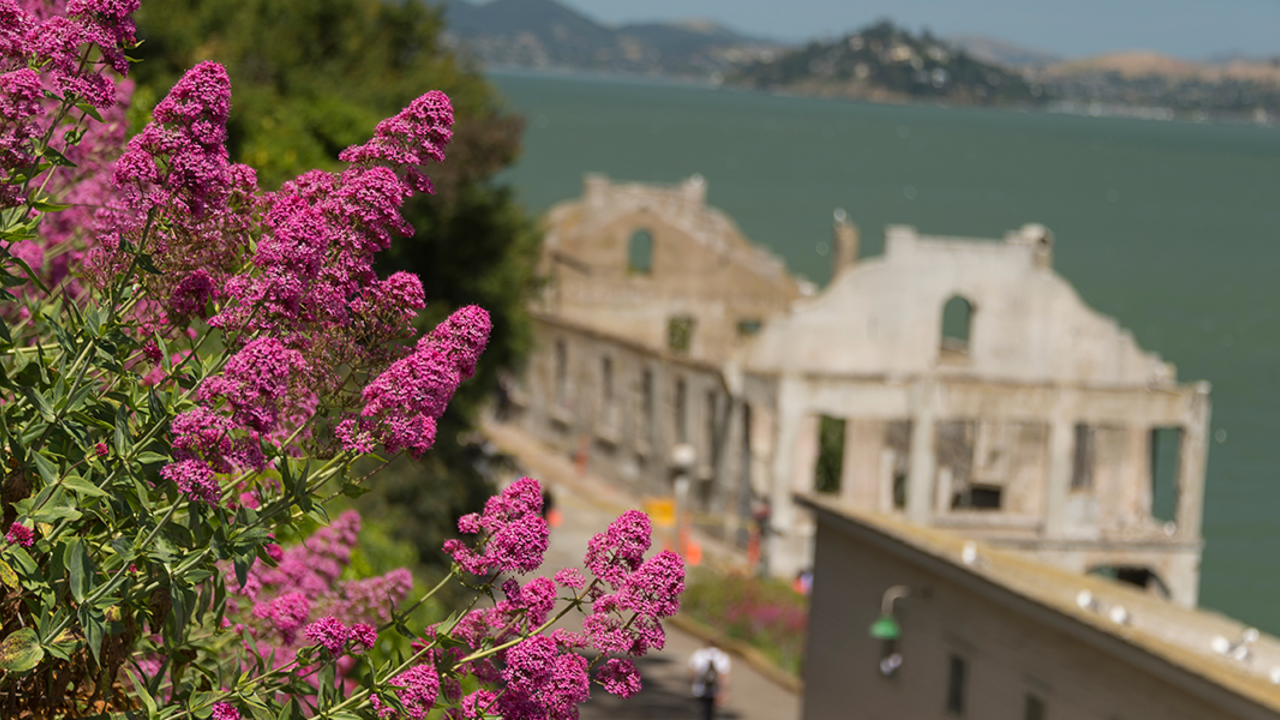 Alcatraz Gardens Flowers at the Alcatraz Gardens