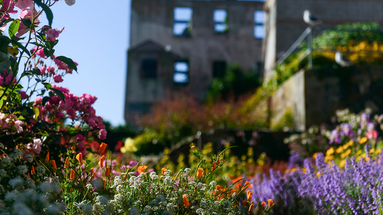 Alcatraz Gardens Flowers at the Alcatraz Gardens