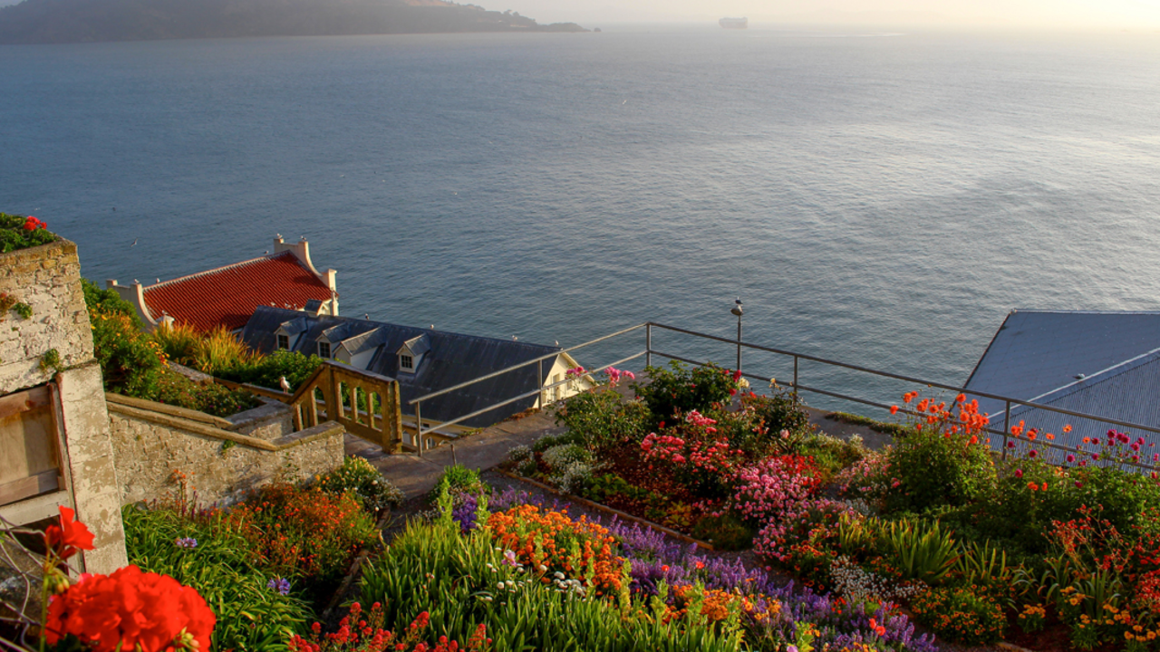 Alcatraz gardens and view from the island Alcatraz gardens and view from the island
