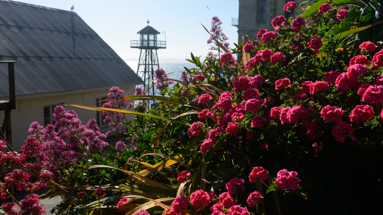 Alcatraz historic gardens  Alcatraz historic gardens