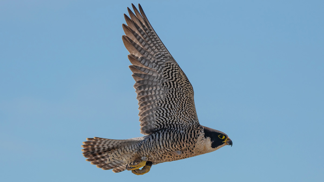 Peregrine Falcon 'Lawrencium' is seen in flight over Alcatraz Island. A black, white, and yellow peregrine falcon seen in flight over Alcatraz Island.