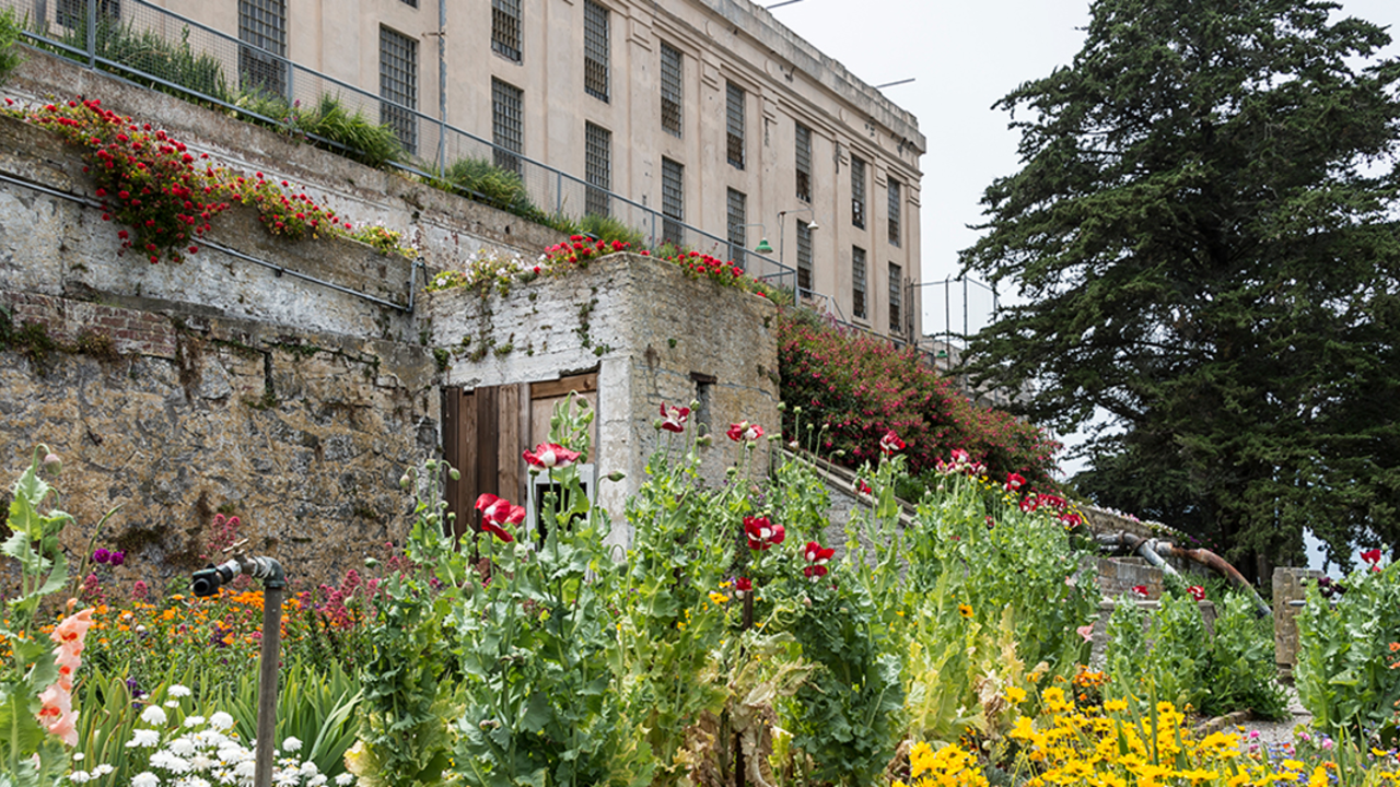 Alcatraz Gardens Flowers at the Alcatraz Gardens