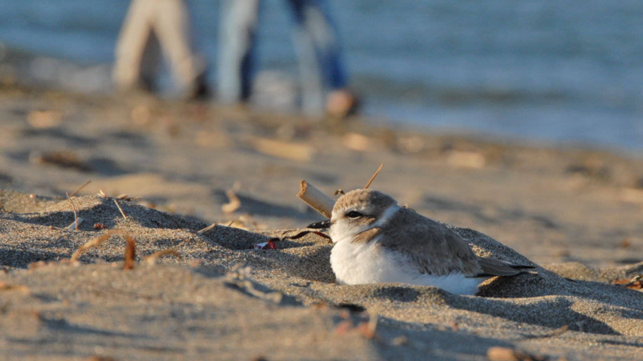A_CRFI_110226_JWe_113_2x1.jpg Western snowy plovers enjoying the beach
