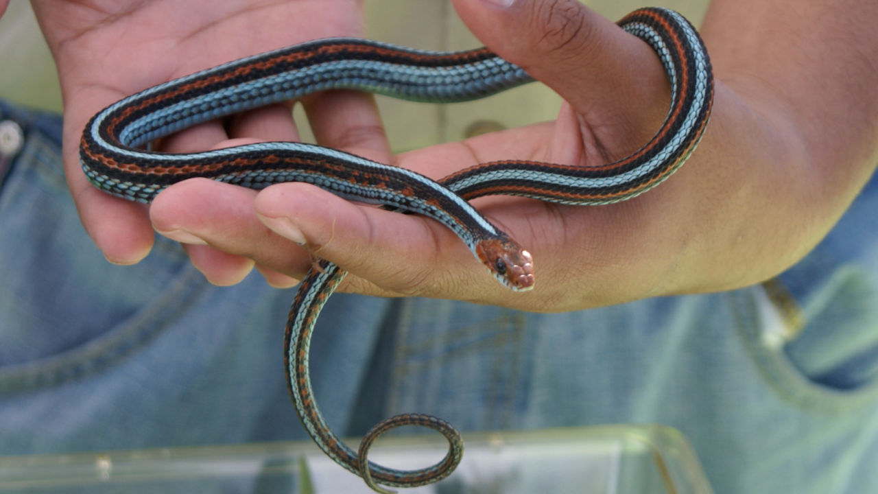A_GEN_070819_ANON_2_2x1.jpg San Francisco garter snake