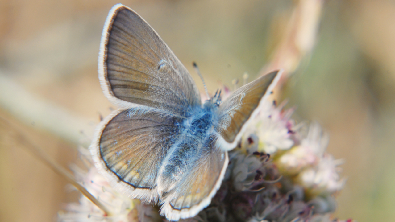 A_GEN_100605_JWE_1_2x1.jpg Mission Blue Butterfly