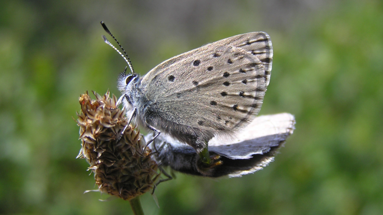 A_GEN_20121214_ANON_007_2x1.jpg Silhouette of the Mission blue butterfly