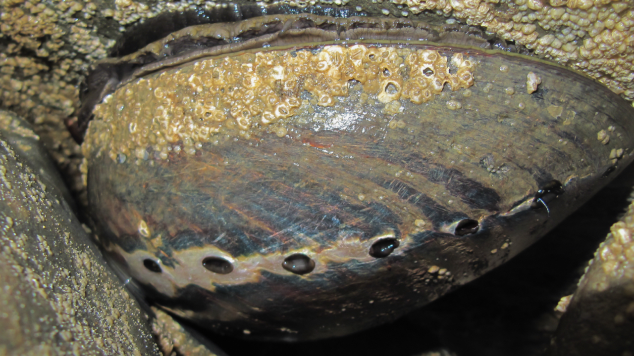 A_MARIN_100614_ANON_1_2X1.jpg Black abalone