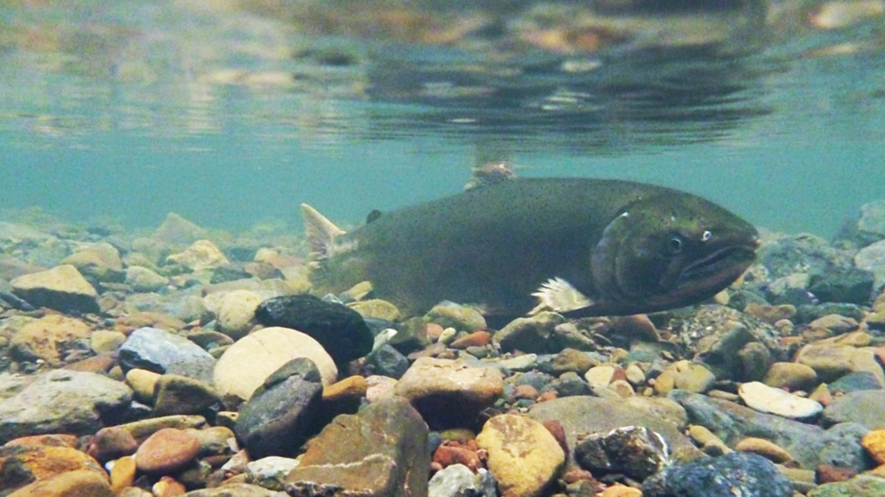 A_PORE_110111_JWe__17_2x1.jpg A coho salmon swims along