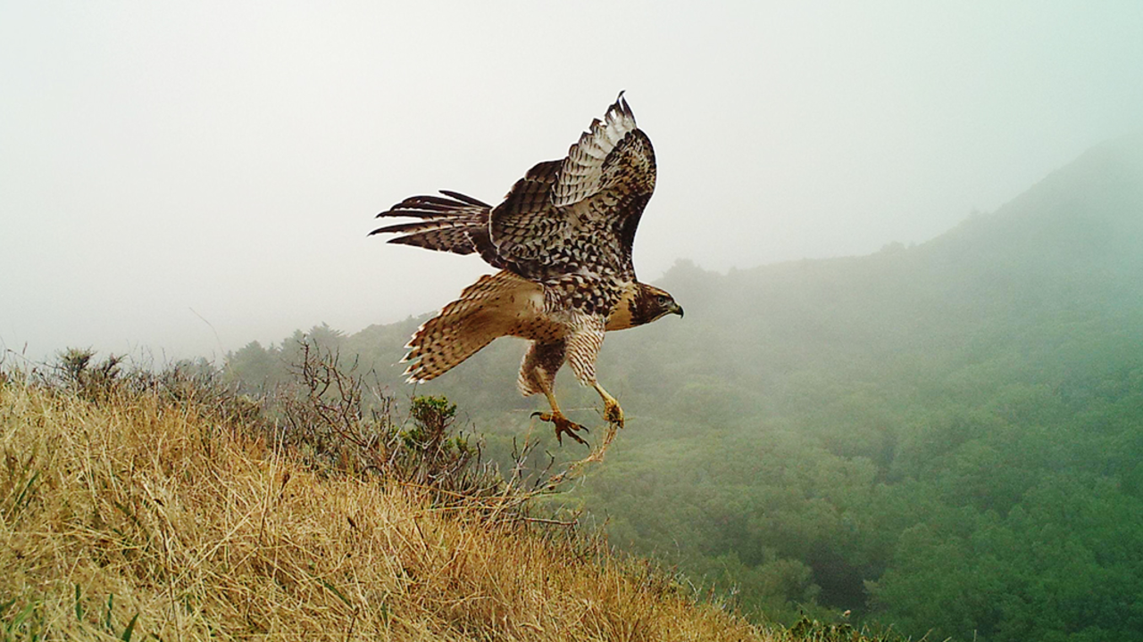Raptor on Mount Tamalpais Raptor on Mount Tamalpais