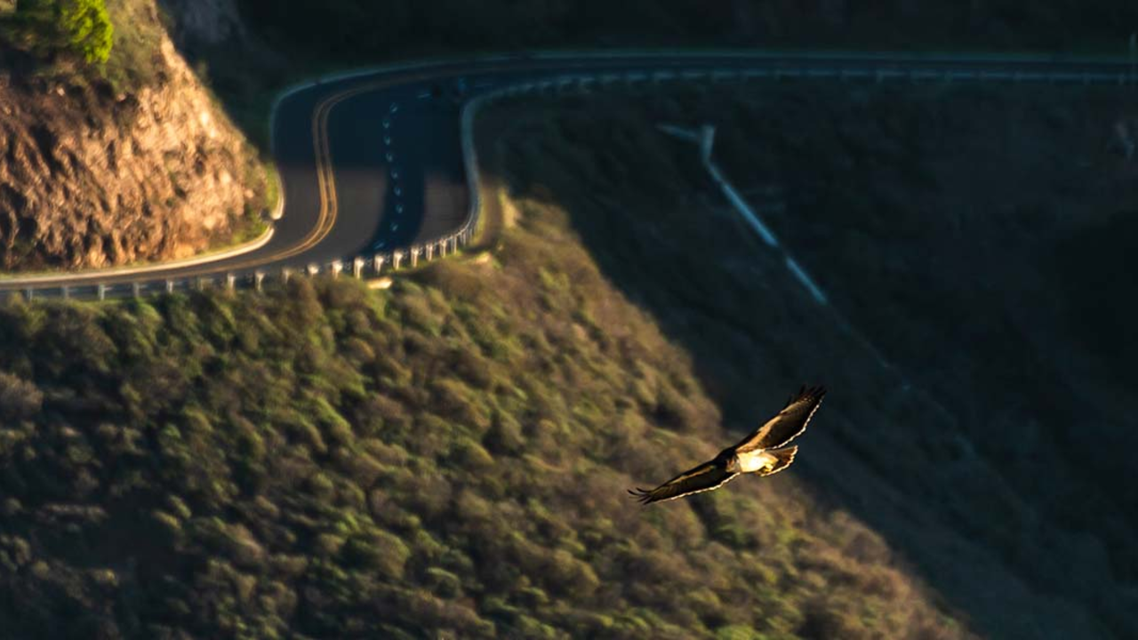 HAHI_20211111_ATB_38_2x1.jpg A raptor in flight above the Marin Headlands.