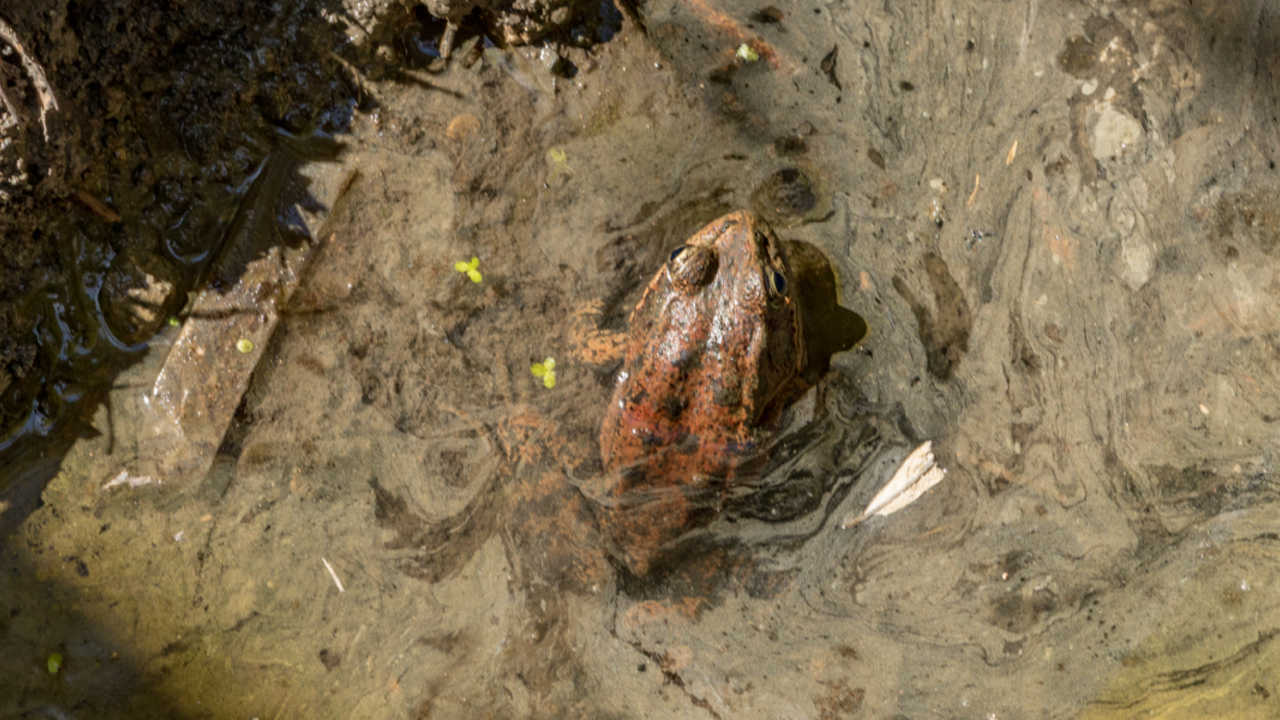 MOPO_161005_KW-5947_2x1.jpg California red-legged frog