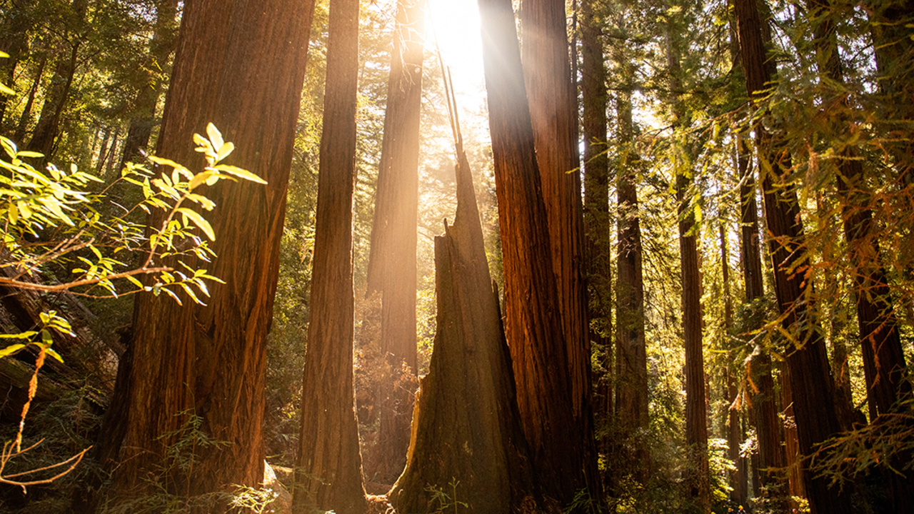 MUWO_20191001_PMM_0393_2x1.jpg Sunlight shines through canopy at Muir Woods