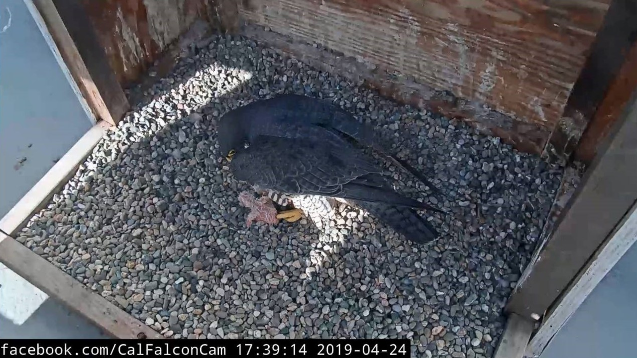 View of the first hatched 2019 'eyas' (a very young falcon or hawk that hasn't yet learned to fly). View of the first hatched 2019 'eyas' (a very young falcon or hawk that hasn't yet learned to fly).