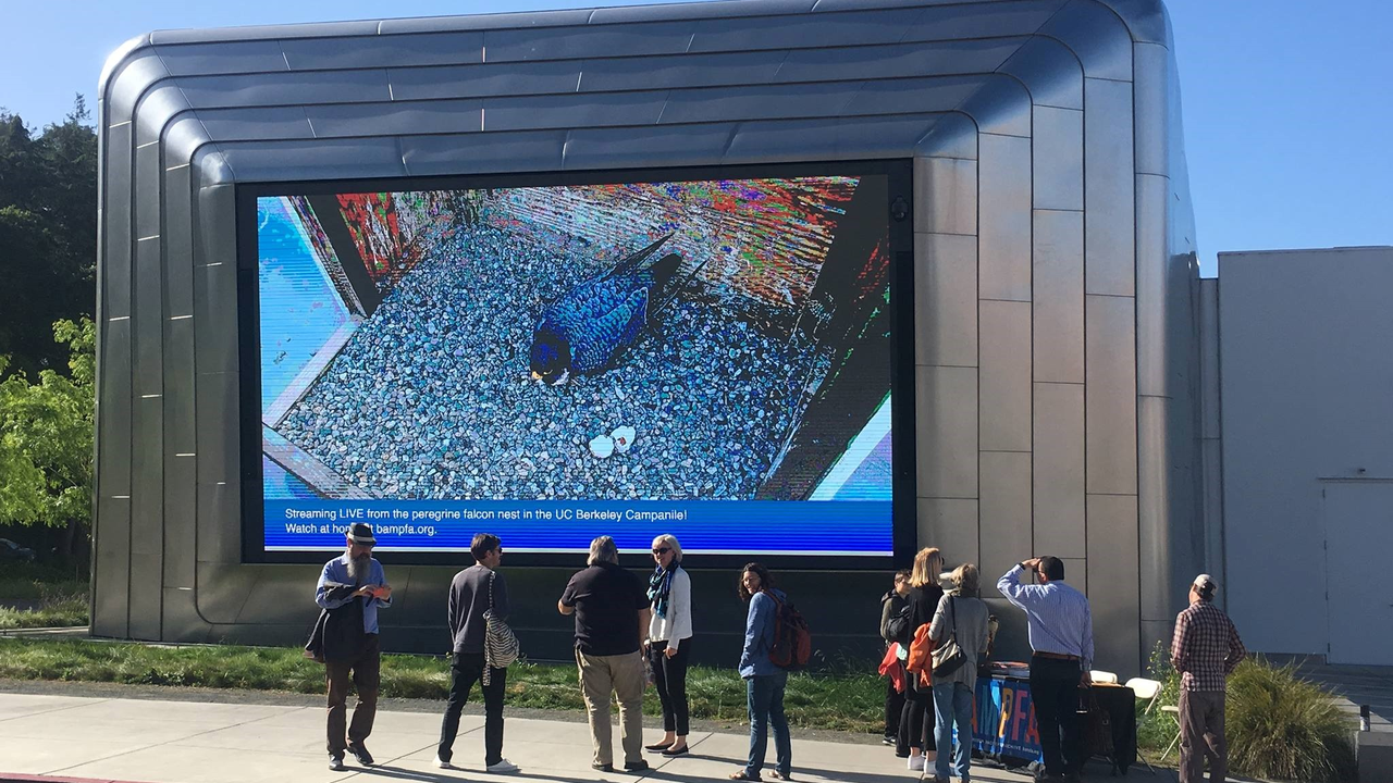 Onlookers watch a full screen livestream of Annie, Grinnell, and their newly hatched Peregrine Falcon chicks on BAMFA’s (UC Berkeley Art Museum and Pacific Film Archive) outdoor video screen on April 25, 2019. Onlookers watch a full screen livestream of Annie, Grinnell, and their newly hatched Peregrine Falcon chicks on BAMFA’s (UC Berkeley Art Museum and Pacific Film Archive) outdoor video screen on April 25, 2019.