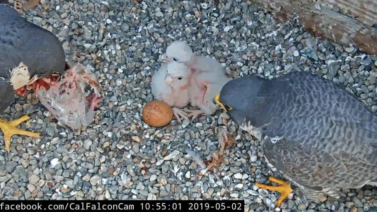 Annie brings lunch to the chicks, 8 days old in this photo. The dad, Grinnell is on the right, and can be identified by his tangerine feet. The third egg did not hatch for reasons unknown. Annie brings lunch to the chicks, 8 days old in this photo. The dad, Grinnell is on the right, and can be identified by his tangerine feet. The third egg did not hatch for reasons unknown.