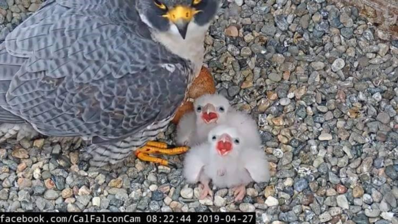 The chicks look anxious for their next meal. From the nest cameras on UC Berkeley’s Campanile Tower where Peregrine Falcons Annie and Grinnell have been nesting since 2017, and two baby chicks hatched in April 2019. The chicks look anxious for their next meal. From the nest cameras on UC Berkeley’s Campanile Tower where Peregrine Falcons Annie and Grinnell have been nesting since 2017, and two baby chicks hatched in April 2019.
