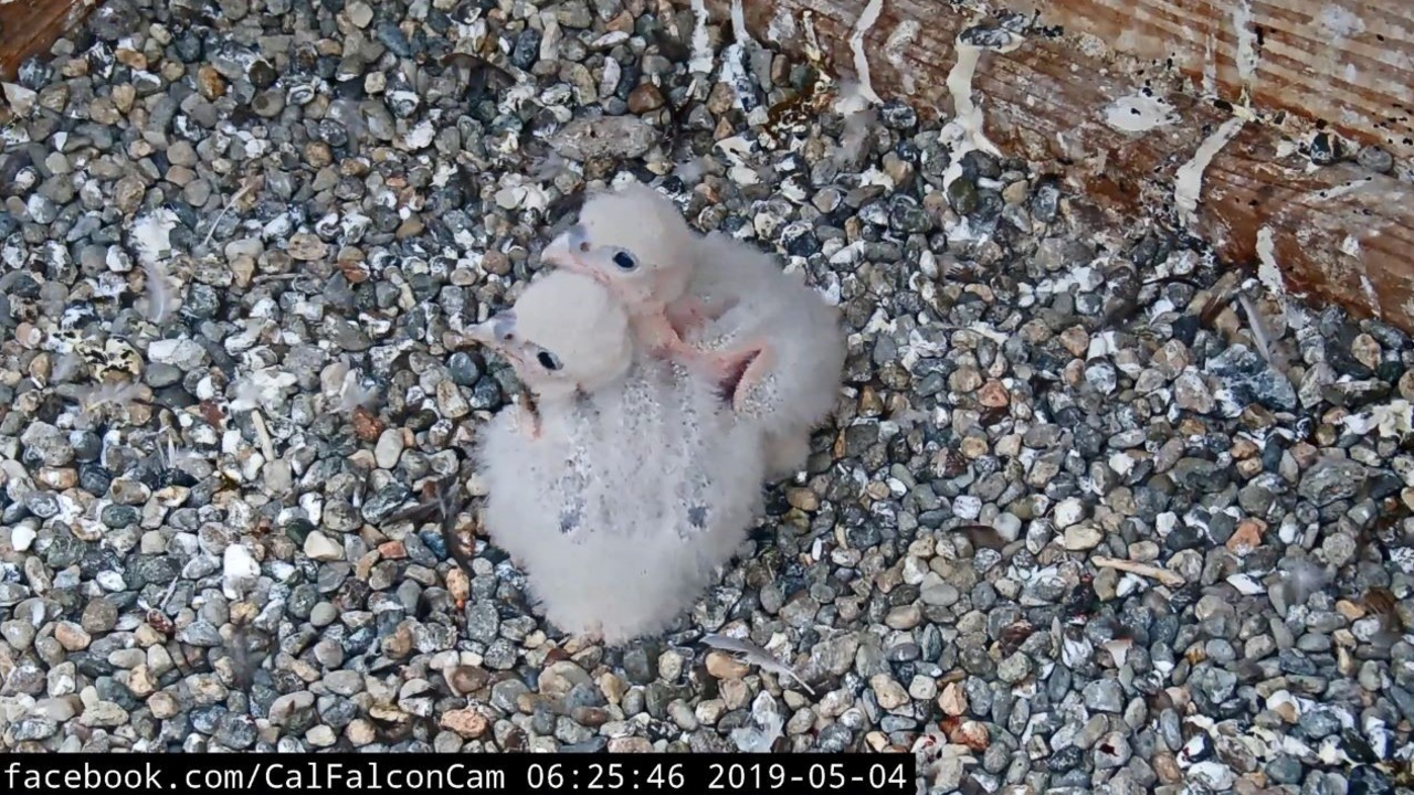 At about 10 days old, the chicks show the first signs of real feathers! Those dark spots are called "pin feathers" and are the first stage of feather development. At about 10 days old, the chicks show the first signs of real feathers! Those dark spots are called "pin feathers" and are the first stage of feather development.
