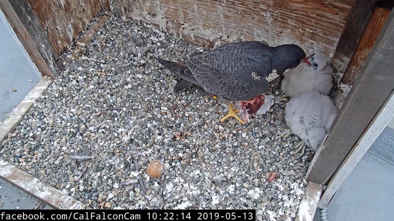 Breakfast time! From the nest cameras on UC Berkeley’s Campanile Tower where Peregrine Falcons Annie and Grinnell have been nesting since 2017, and two baby chicks hatched in April 2019. Breakfast time! From the nest cameras on UC Berkeley’s Campanile Tower where Peregrine Falcons Annie and Grinnell have been nesting since 2017, and two baby chicks hatched in April 2019.