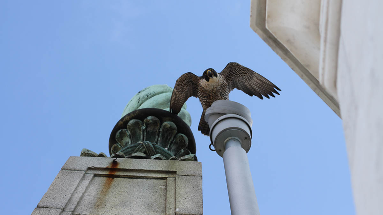 This is Annie and Grinnell’s third year nesting on the Campanile Tower at UC Berkeley. The nest cameras featuring the Peregrine Falcons and their chicks have created buzz online. This is Annie and Grinnell’s third year nesting on the Campanile Tower at UC Berkeley. The nest cameras featuring the Peregrine Falcons and their chicks have created buzz online.