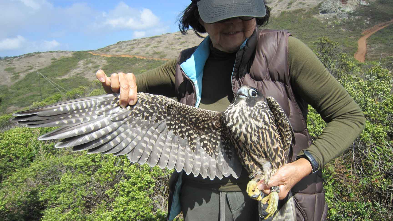 In August of 2018, GGRO volunteer banders recaptured Peregrine 11AM—one of the three chicks banded by Zeka at the Campanile earlier that year—healthy and hunting in the Marin Headlands. In August of 2018, GGRO volunteer banders recaptured Peregrine 11AM—one of the three chicks banded by Zeka at the Campanile earlier that year—healthy and hunting in the Marin Headlands.