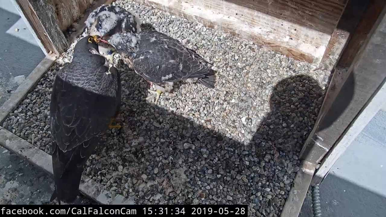 The 2019 chicks have now been banded and are expected to fledge in the next week. Nest cameras on UC Berkeley’s Campanile Tower featuring Peregrine Falcons Annie and Grinnell and their chicks have created buzz online. The 2019 chicks have now been banded and are expected to fledge in the next week. Nest cameras on UC Berkeley’s Campanile Tower featuring Peregrine Falcons Annie and Grinnell and their chicks have created buzz online.