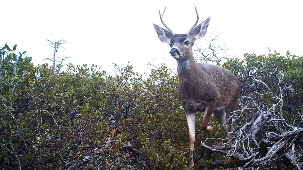 A Forked buck among the dense scrub of Mount Tamalpais chaparral habitat. deer on Mount tamalpais