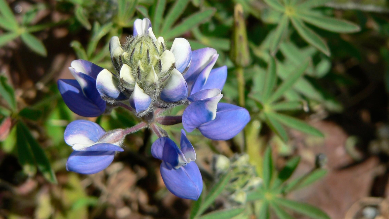 Sky lupine off Conzelman Road in the Marin Headlands Sky lupine off Conzelman Road in the Marin Headlands