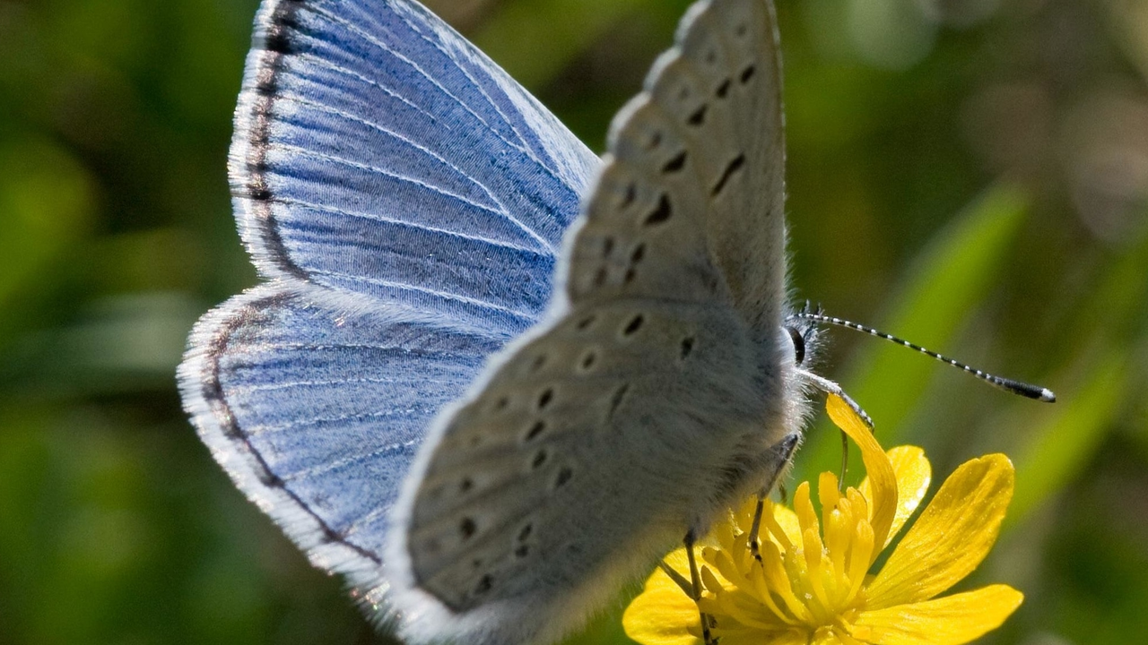 Mission blue butterfly Mission blue butterfly