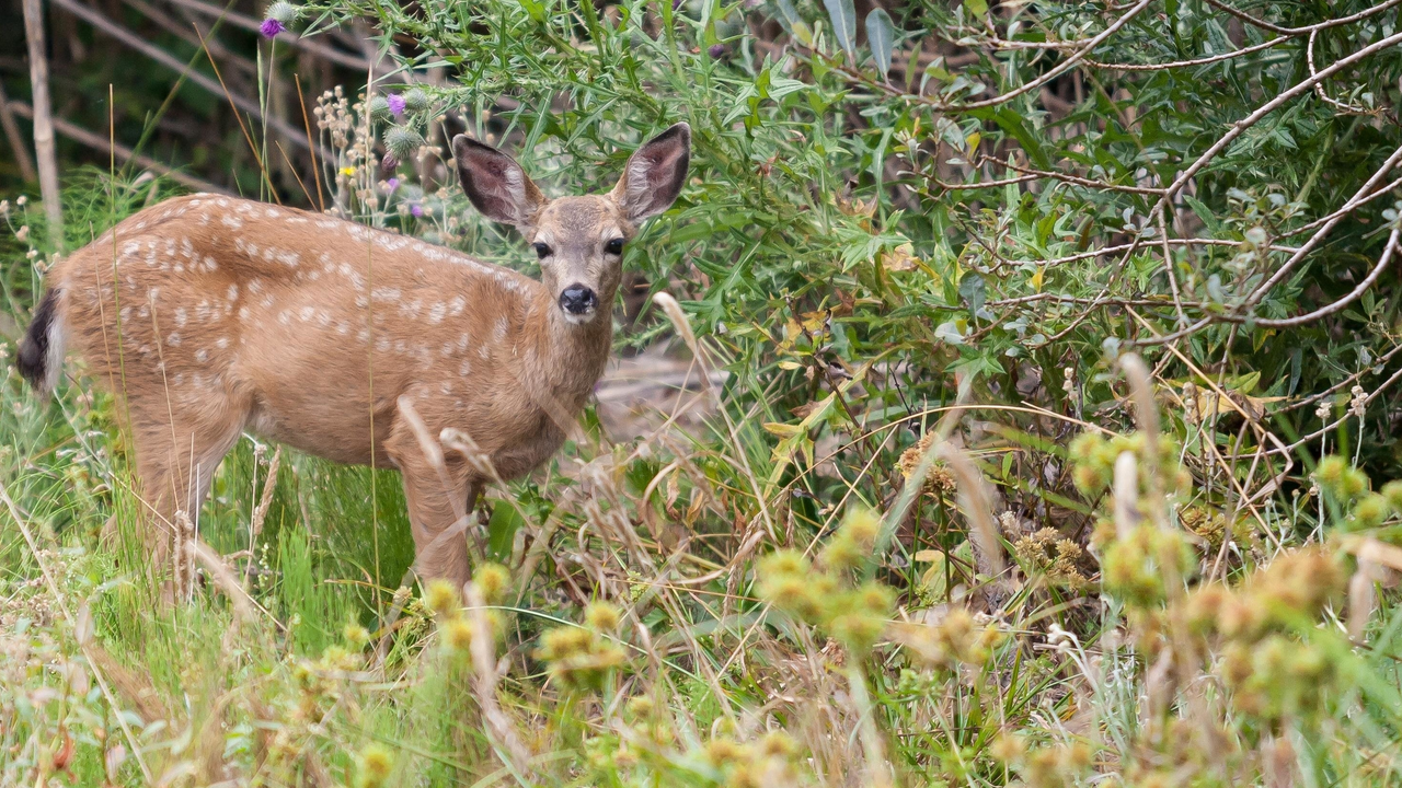 Fawn strikes a pose in the brush Fawn strikes a pose in the brush