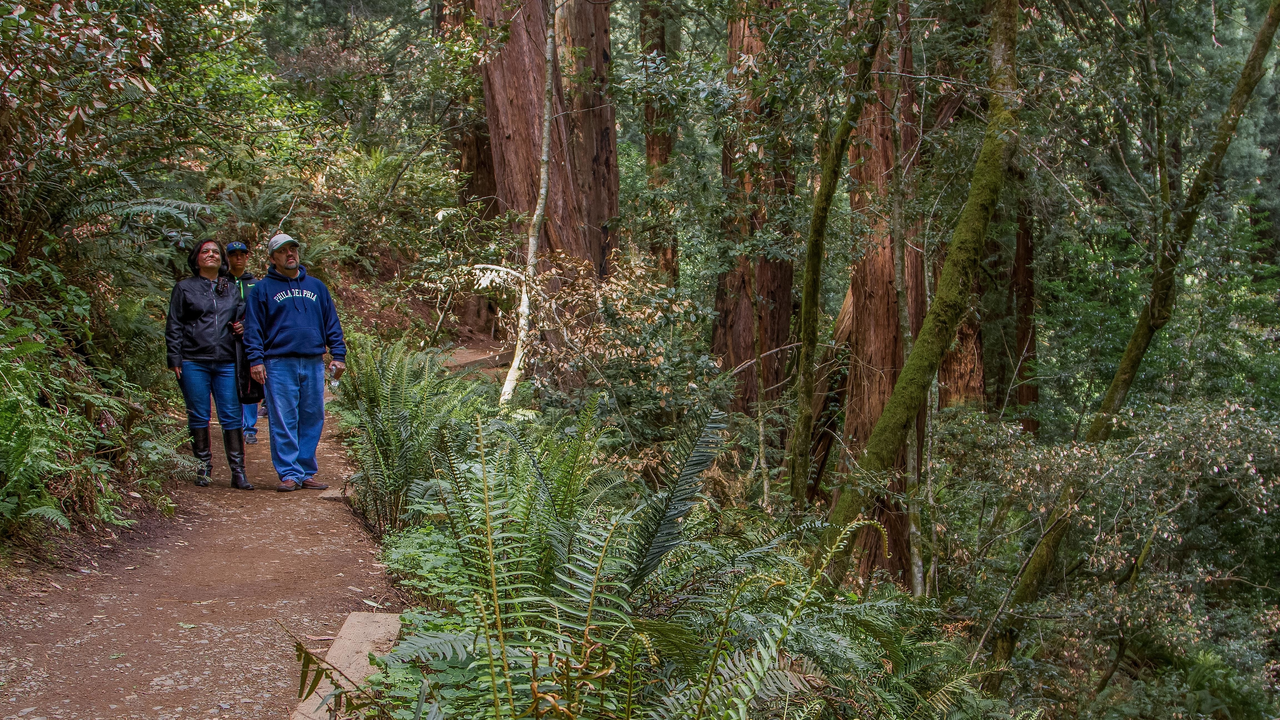 Visitors stroll through Muir Woods Visitors stroll through Muir Woods