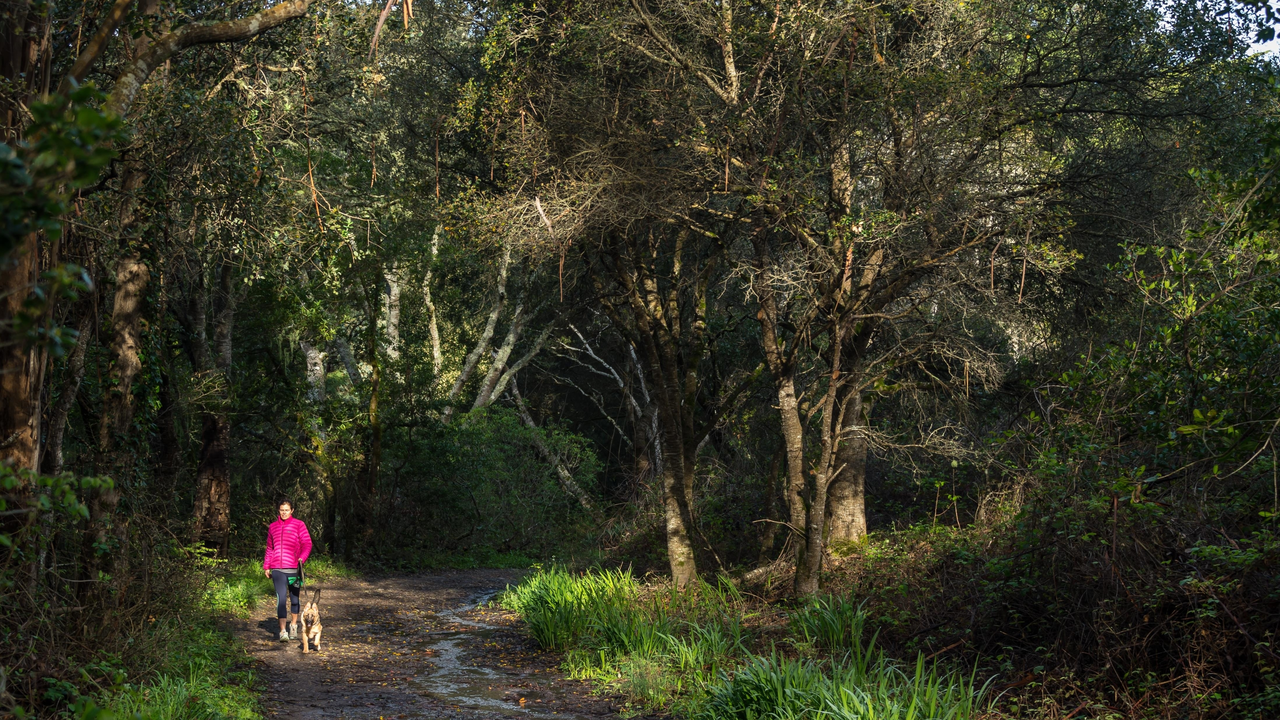 Dog walker takes her leashed dog through Oakwood Valley Dog walker takes her leashed dog through Oakwood Valley
