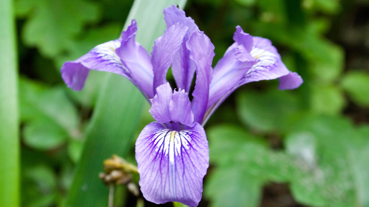 Douglas iris in Phleger Estate Douglas iris in Phleger Estate