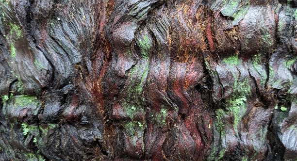 Dark brown, wet tree bark in a rippled pattern with scattered green patches of lichen. Dark brown, wet tree bark in a rippled pattern with scattered green patches of lichen.