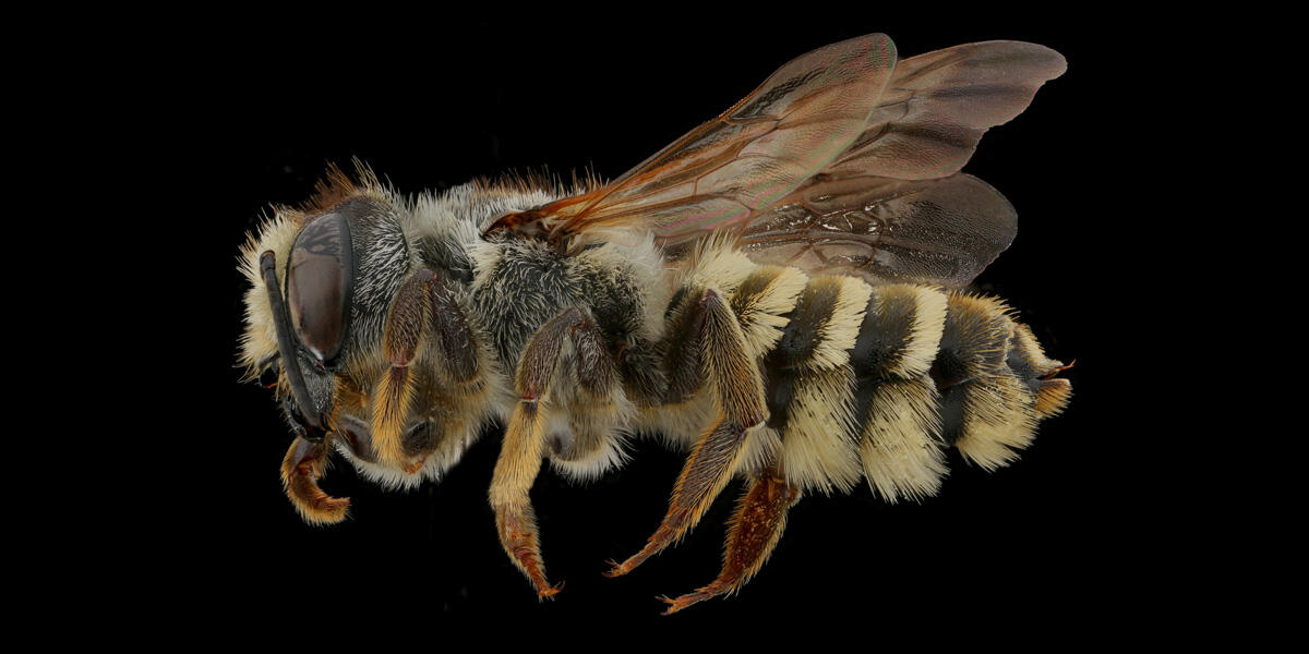 Mt. Tam bees: We need you to 'bee' a park hero! | Golden Gate National ...