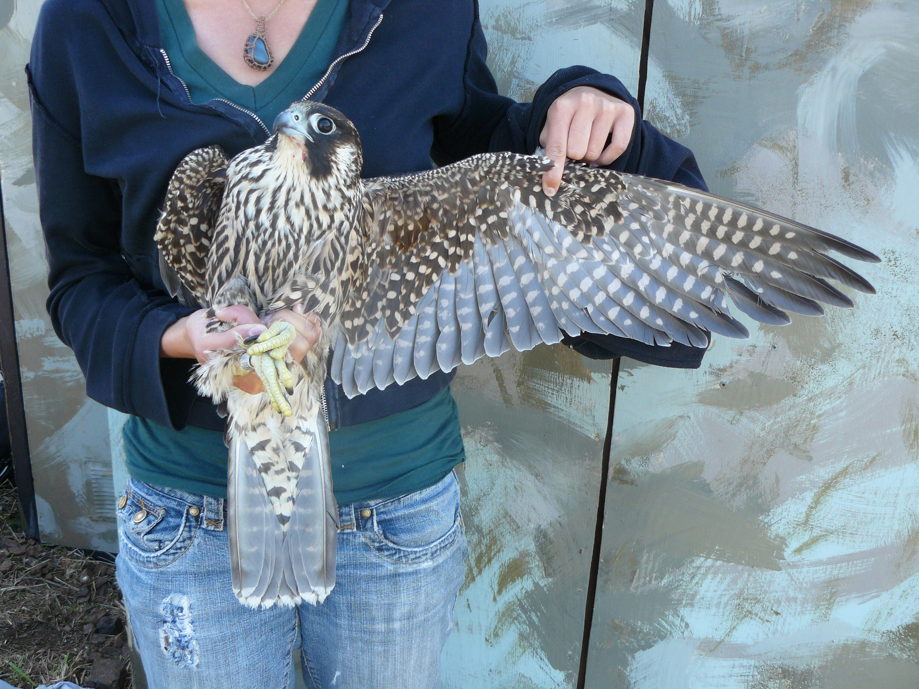 Peregrine Falcon | Golden Gate National Parks Conservancy