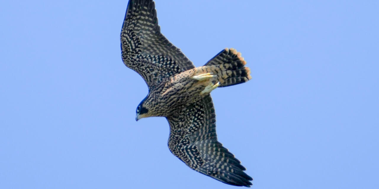 A young peregrine falcon soaring across a blue sky with wings spread