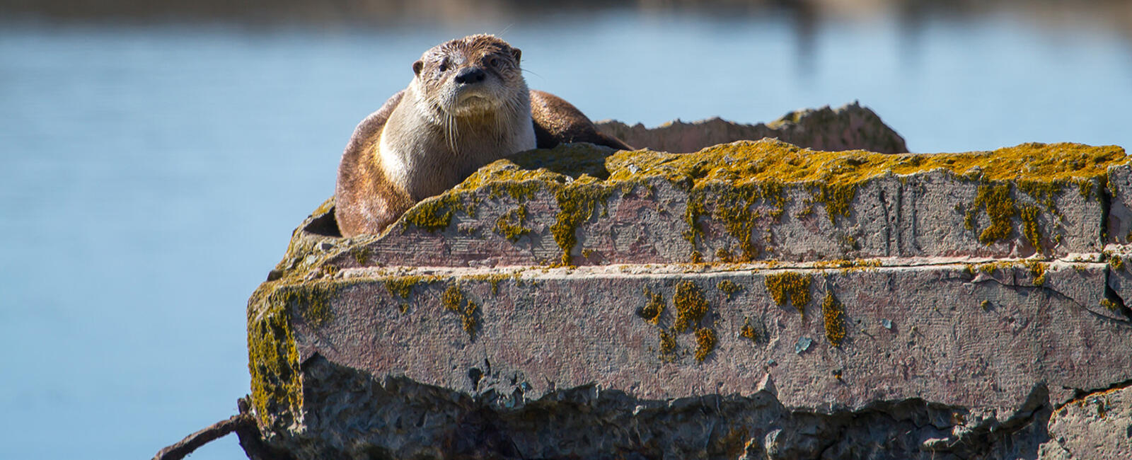 A river otter at Sutro Baths.