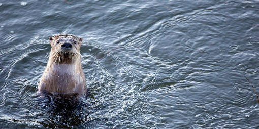 A river otter pops up from the water as its swimming in Rodeo Lagoon