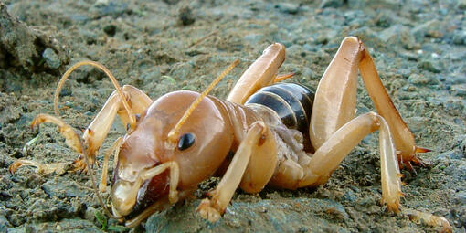 Jerusalem cricket (Stenopelmatus fuscus)