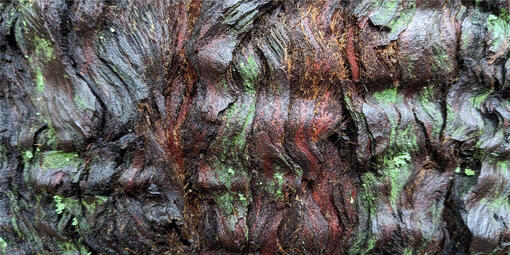 Dark brown, wet tree bark in a rippled pattern with scattered green patches of lichen.