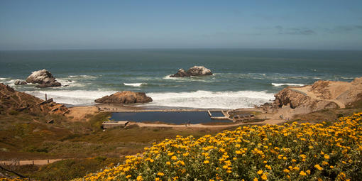 Image of wildflowers at Lands End