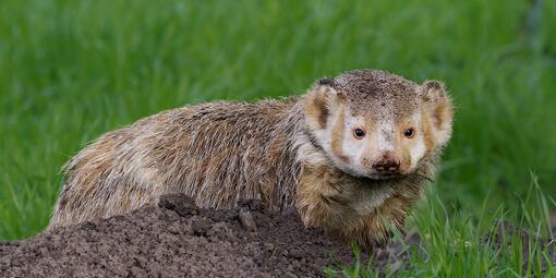 Badger photographed by Vishal Subramanyan