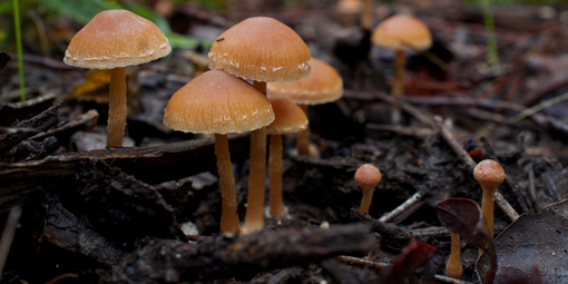 Scurfy Twiglet mushrooms growing in the winter.