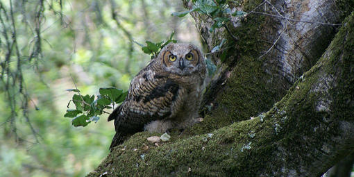 owl at Muir Woods