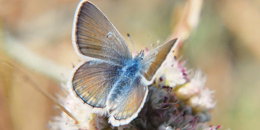 Small butterfly with open, bronze-colored wings, becoming blue towards her abdomen