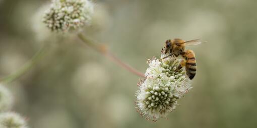 A bee gathers pollen from a flower